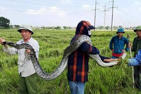 Đi gặt lúa, một nông dân bắt được trăn dài 2,5 m