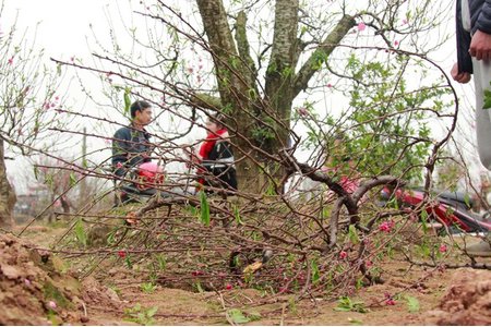 Vụ hàng trăm gốc đào bị phá hoại ở Bắc Ninh: Chủ vườn tự sát tử vong