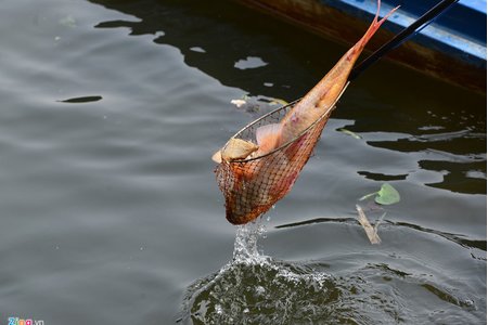 Bắt cá, chim phóng sinh để trục lợi là ác nghiệp