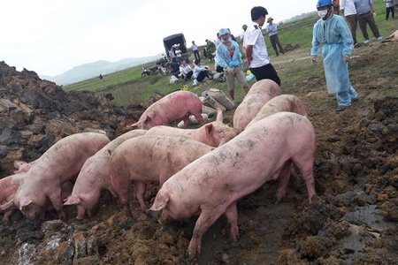 Tiền Giang: Xuất hiện dịch lở mồm long móng, tiêu hủy 1.200 con lợn