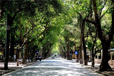 Hà Nội: Gần 500 cây xanh trên đường Láng sẽ thay thế bằng cây gì?