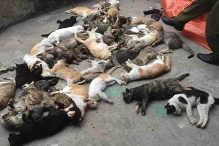 Nam Định: Mèo chết hàng loạt nghi bị 'miu tặc' đầu độc