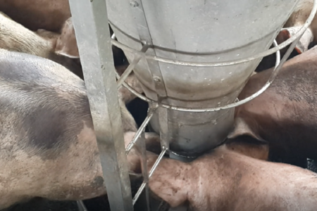 Giá lợn hơi giảm mạnh giữa cơn bão dịch tả lợn Châu Phi