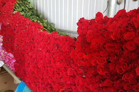 Dịp 8/3 hoa hồng Đà Lạt tăng giá gấp 5 lần vẫn không có để bán
