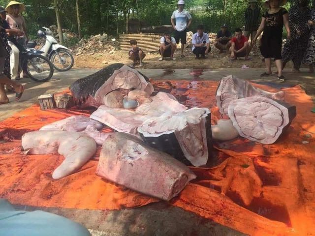 Xác minh thực hư cá mập voi gần 1 tấn bị ngư dân Sầm Sơn xẻ thịt bán
