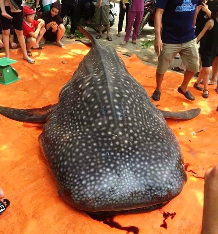 Xác minh thực hư cá mập voi gần 1 tấn bị ngư dân Sầm Sơn xẻ thịt bán