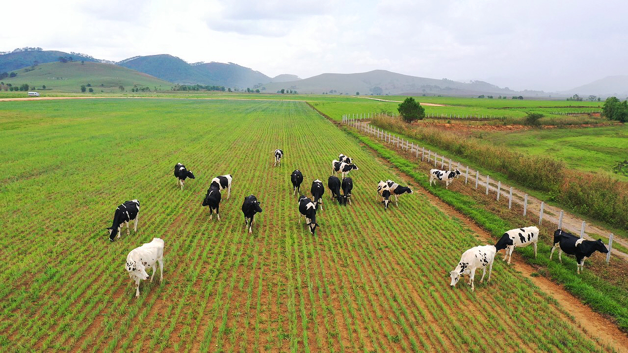 Đầu tư 120 triệu USD-Vinamilk hợp tác xây dựng tổ hợp 'Resort' bò sữa Organic tại Lào