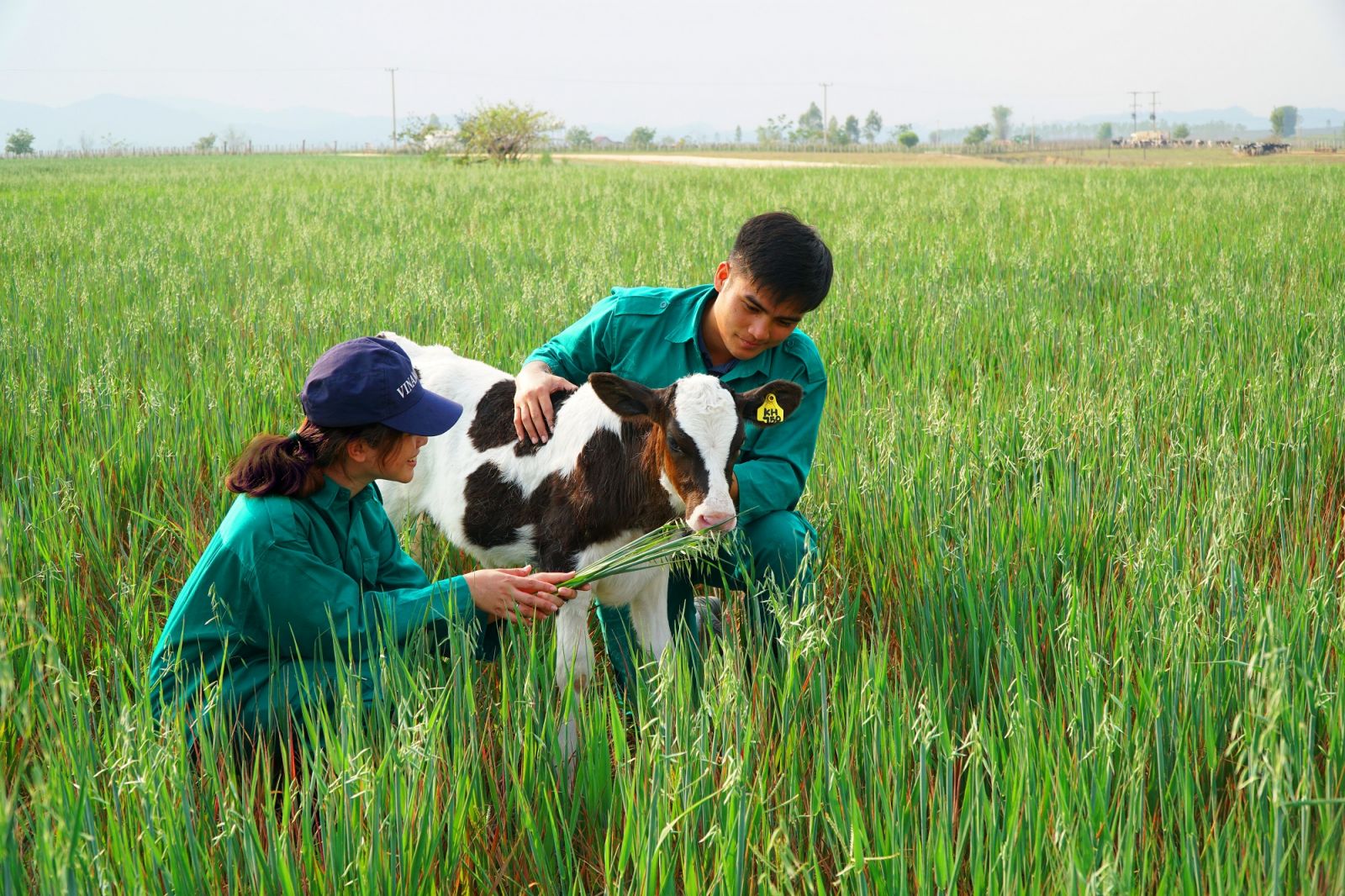 Đầu tư 120 triệu USD-Vinamilk hợp tác xây dựng tổ hợp 'Resort' bò sữa Organic tại Lào