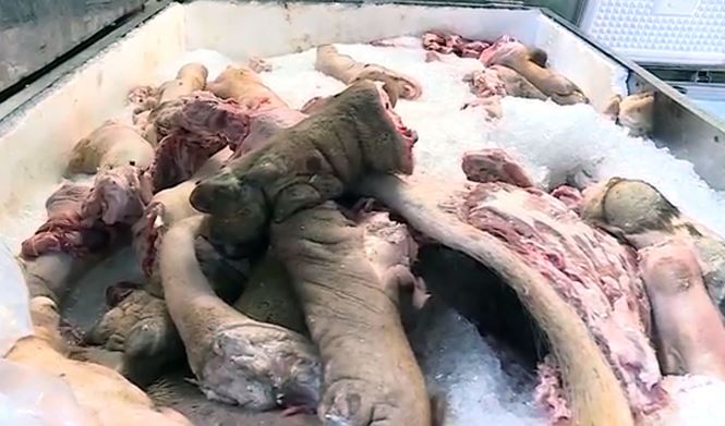 Phát hiện gần 1,5 tấn thịt lợn bốc mùi hôi thối ở Hậu Giang