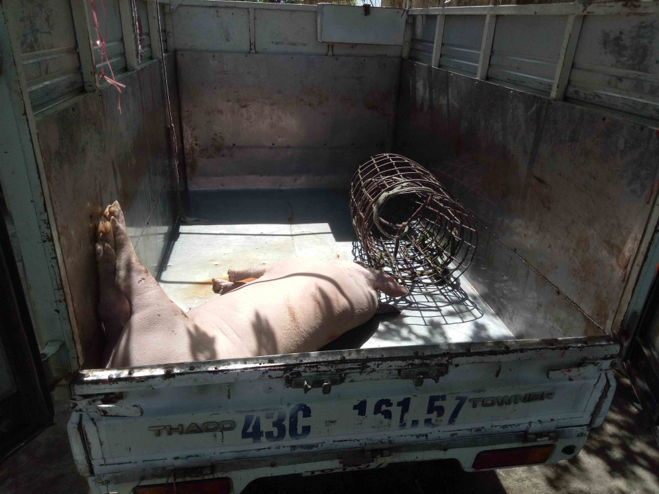 Phát hiện xe tải chở lợn chết vào Đà Nẵng tiêu thụ