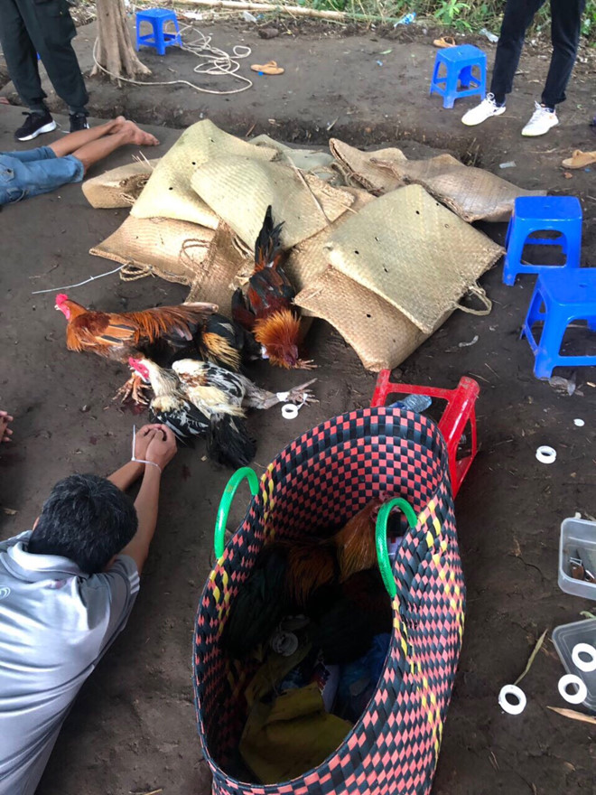 Bộ Công an vây bắt trường gà của băng giang hồ 'máu mặt' ở Vĩnh Long