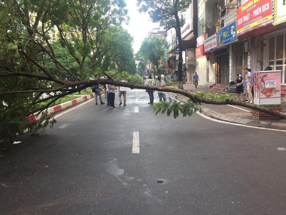 Hà Nội: Cây đổ bất ngờ khiến nam thanh niên đi xe máy tử vong