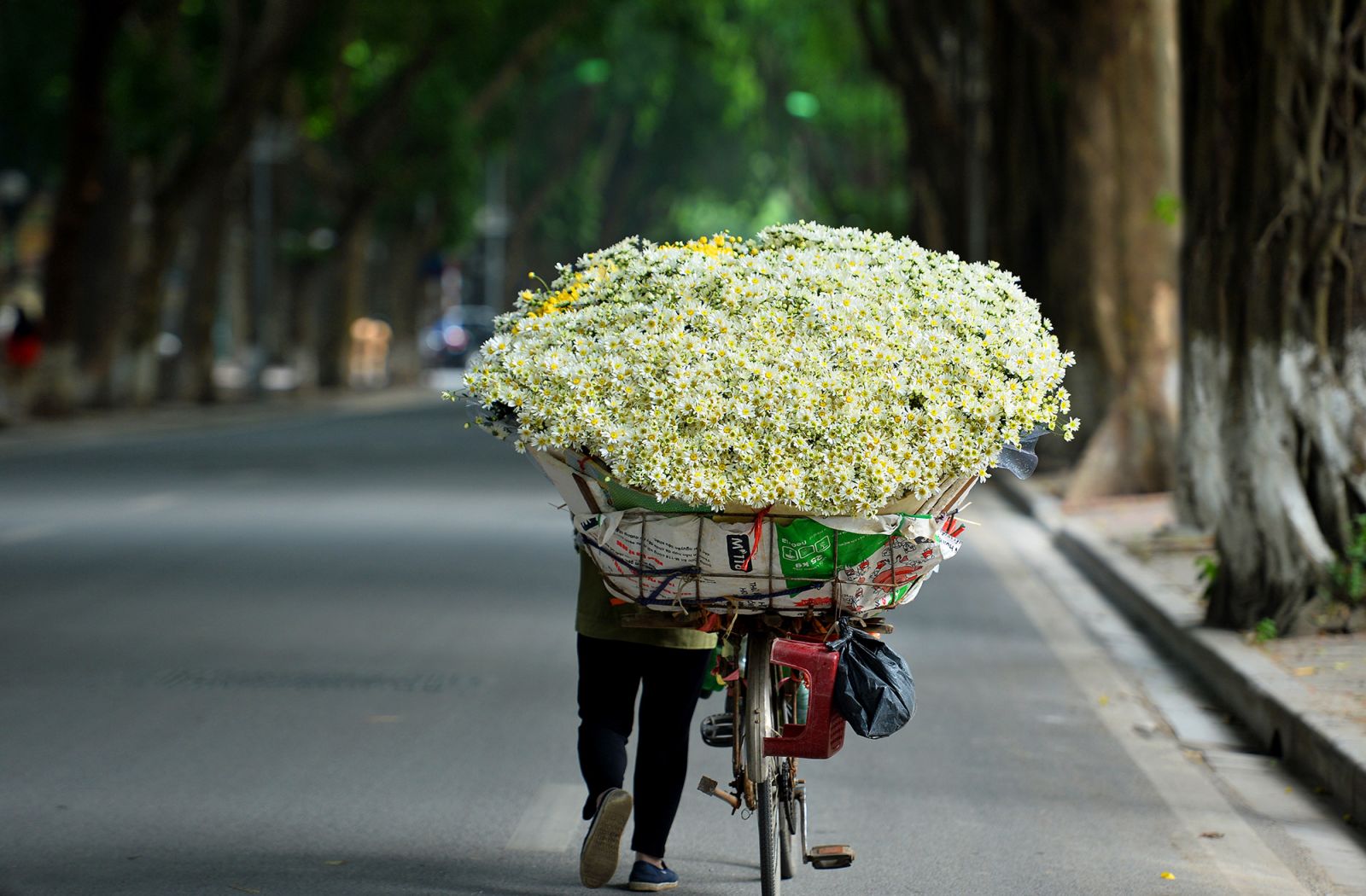 Cúc họa mi đẹp mơ màng báo hiệu đông về giữa lòng Hà Nội