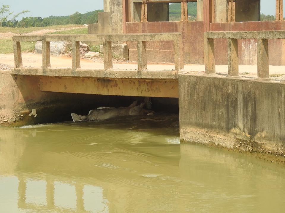 Nghệ An: Dịch tả lợn châu Phi lan khắp nơi, người dân vứt lợn chết trên sông