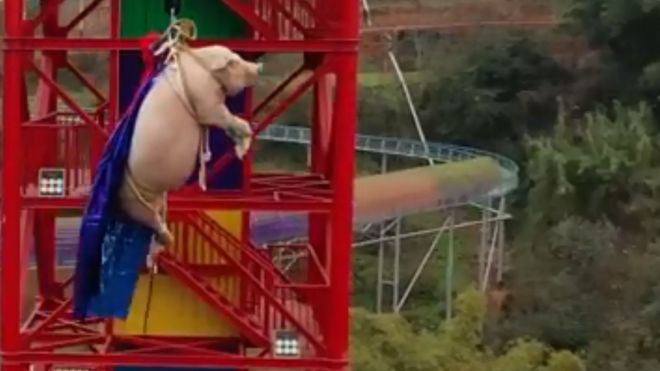 Bắt lợn sống chơi trò mạo hiểm, công viên giải trí Trung Quốc bị cư dân mạng chỉ trích