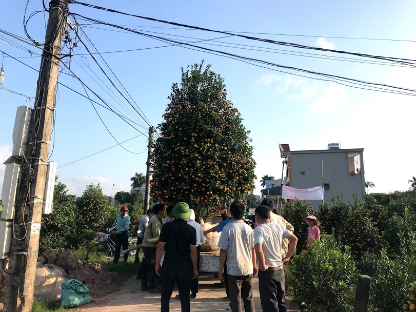 Thái Bình: Làng quất Đông Hòa nhộn nhịp những ngày cuối năm