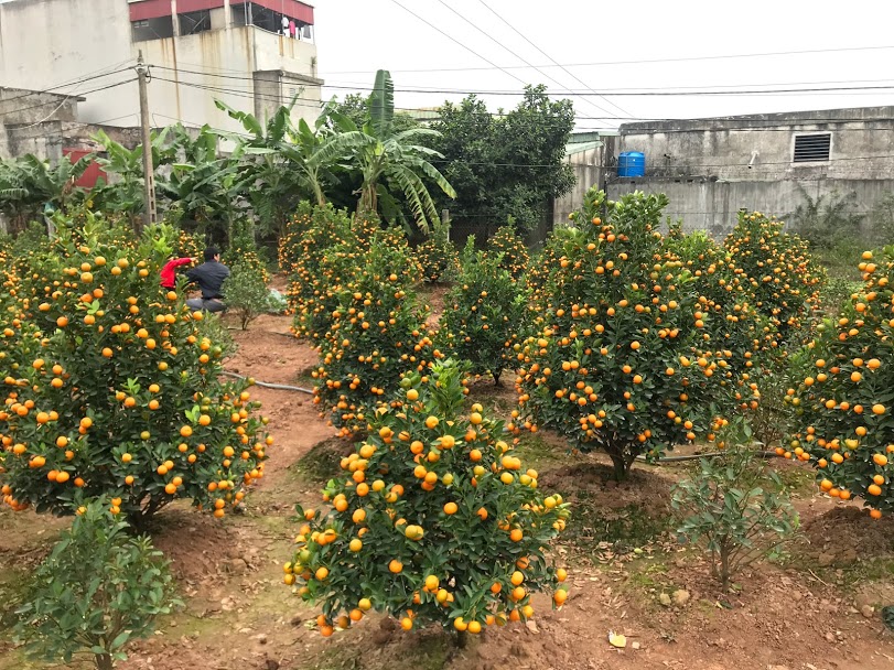 Thái Bình: Làng quất Đông Hòa nhộn nhịp những ngày cuối năm