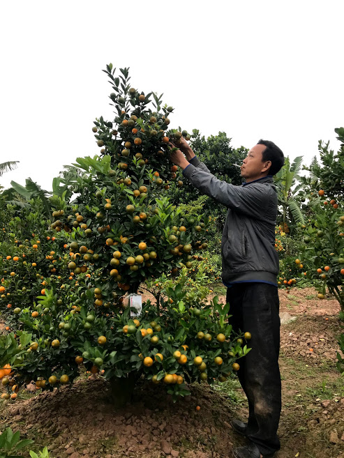 Thái Bình: Làng quất Đông Hòa nhộn nhịp những ngày cuối năm