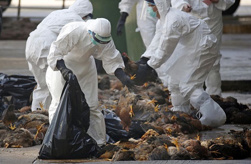 Trung Quốc: Cúm gà H5N1 bùng phát giữa đại dịch virus corona