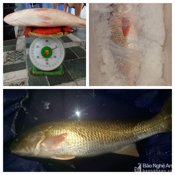 Nghệ An: Ngư dân câu được cá nghi sủ vàng quý hiếm nặng hơn 5kg
