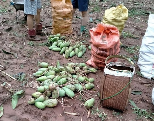 Mưa lớn, dông lốc gây sập nhà, tan hoang vườn cây ăn quả ở Sơn La