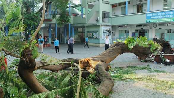 Sau vụ cây xanh đè chết học sinh, Hà Nội yêu cầu rà soát hệ thống cây xanh trong trường học