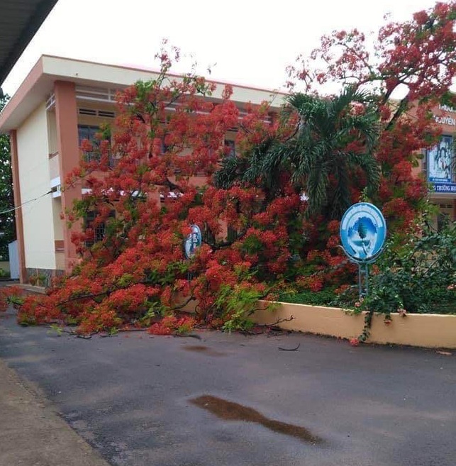 Thêm một cây phượng ở trường tiểu học ngã bật gốc sau mưa lớn