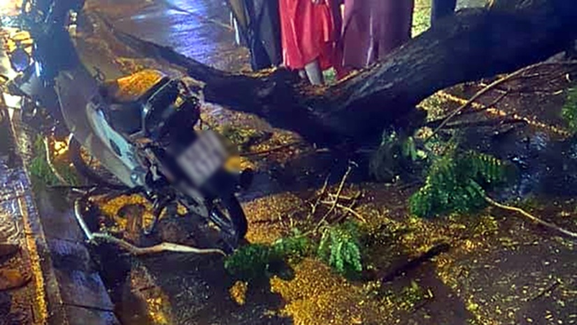 TP.HCM: Đang đi trên đường, người đàn ông bị nhánh cây rơi đè tử vong