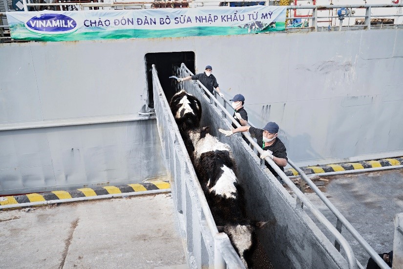 Vinamilk nhập khẩu hơn 2.100 bò sữa HF thuần chủng từ Mỹ về trang trại mới tại Quảng Ngãi