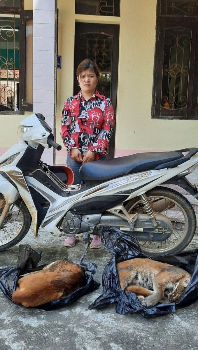 Bắt quả tang đối tượng vận chuyển trái phép động vật hoang dã đi tiêu thụ ở Thanh Hoá