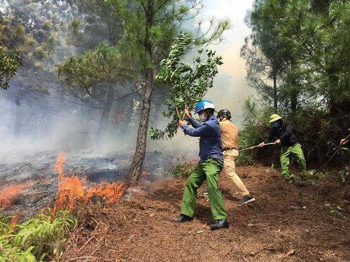 Hà Tĩnh: Phát hiện thi thể người đàn ông chết cháy trong rừng keo