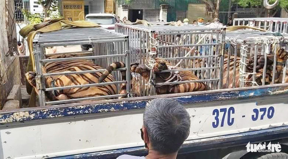 Nghệ An: Phát hiện 17 con hổ được nuôi nhốt trái phép trong nhà dân