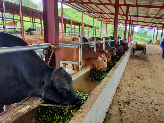 Cận cảnh trang trại nông nghiệp kết hợp điện áp mái ở Sơn La