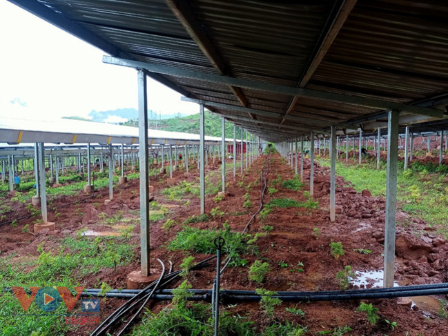 Cận cảnh trang trại nông nghiệp kết hợp điện áp mái ở Sơn La