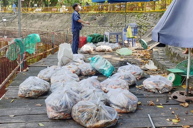 TP.HCM: 2 tấn cá chết hàng loạt trong hồ nước công viên Hoàng Văn Thụ