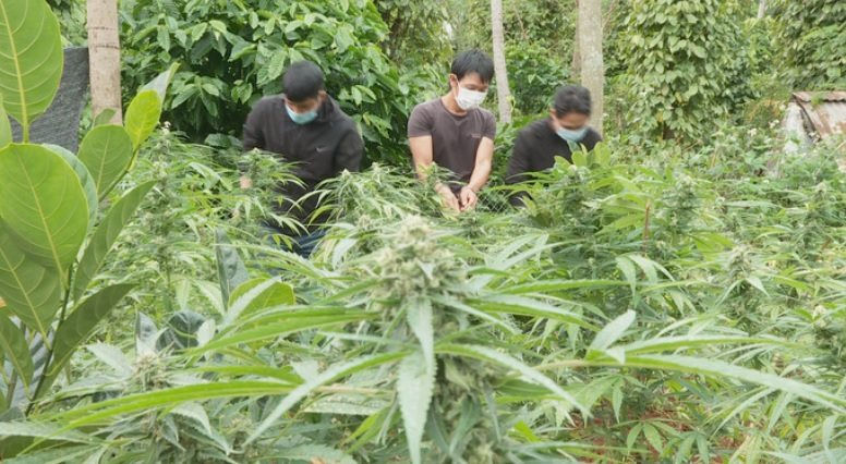 Đắk Lắk: Phát hiện hai hộ gia đình trồng trái phép hơn 600 cây cần sa