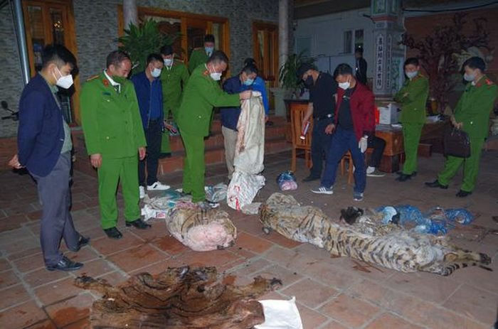 Phát hiện vụ giết hổ nấu cao trái phép tại nhà Chủ tịch xã ở Thái Nguyên
