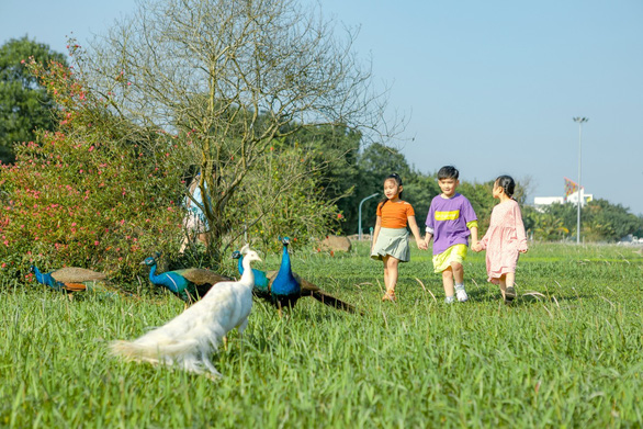 Chim công, vịt trời, thiên nga làm tổ trong khu đô thị Ecopark