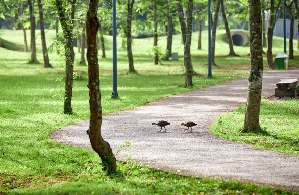 Chim công, vịt trời, thiên nga làm tổ trong khu đô thị Ecopark