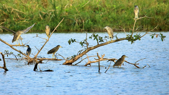 Chim công, vịt trời, thiên nga làm tổ trong khu đô thị Ecopark