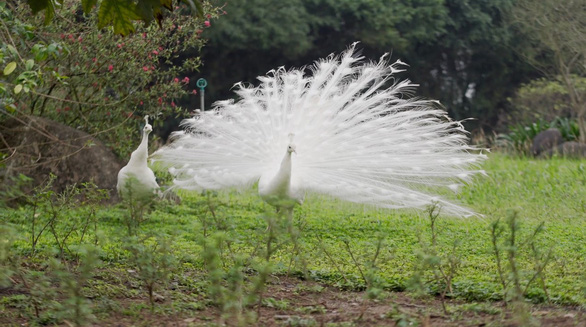 Chim công, vịt trời, thiên nga làm tổ trong khu đô thị Ecopark