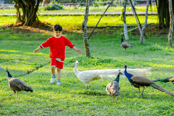 Chim công, vịt trời, thiên nga làm tổ trong khu đô thị Ecopark