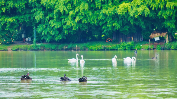 Chim công, vịt trời, thiên nga làm tổ trong khu đô thị Ecopark