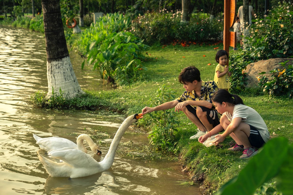 Chim công, vịt trời, thiên nga làm tổ trong khu đô thị Ecopark