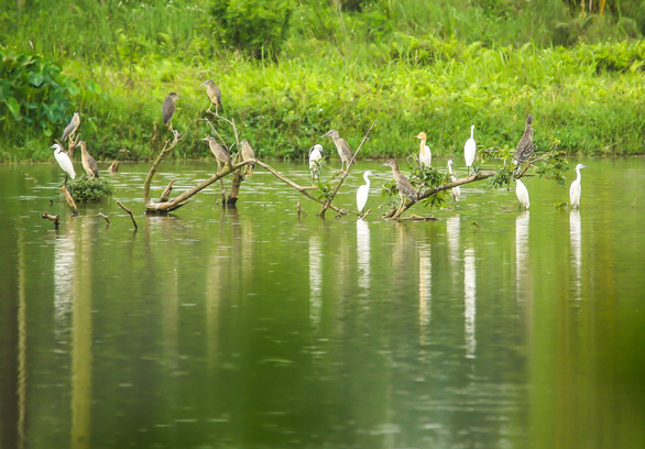 Chim công, vịt trời, thiên nga làm tổ trong khu đô thị Ecopark