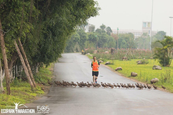 Chim công, vịt trời, thiên nga làm tổ trong khu đô thị Ecopark