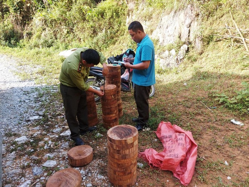 Điện Biên: Thu giữ gần 150 lóng gỗ nghiến được cất giấu bên vệ đường