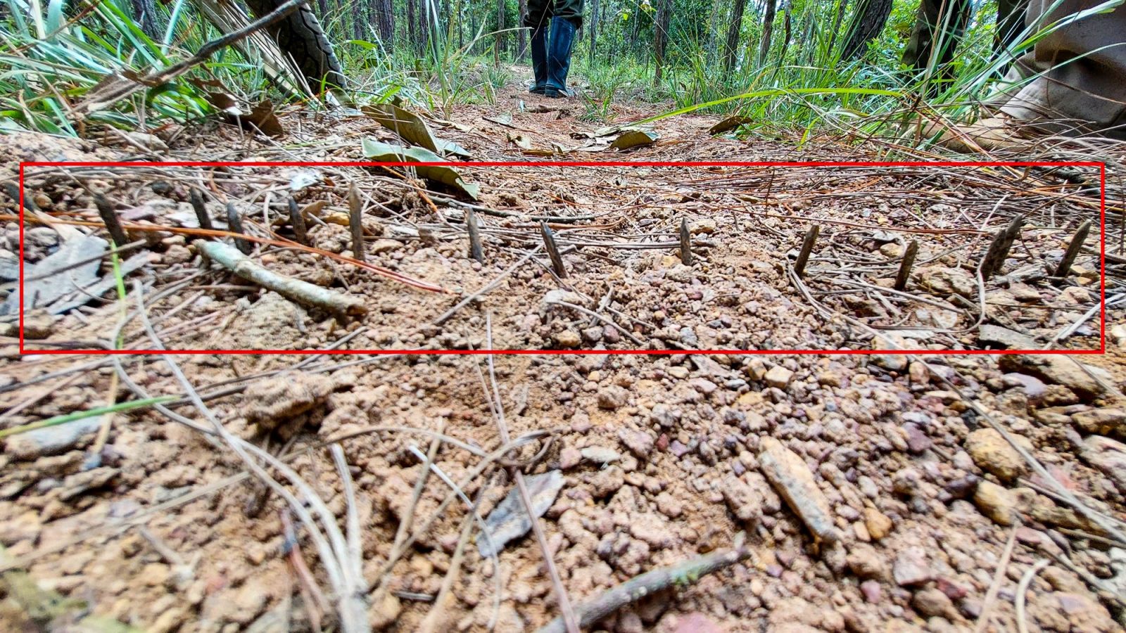 Lâm Đồng: Điều tra vụ cán bộ bảo vệ rừng bị đạn chì bắn vào lưng