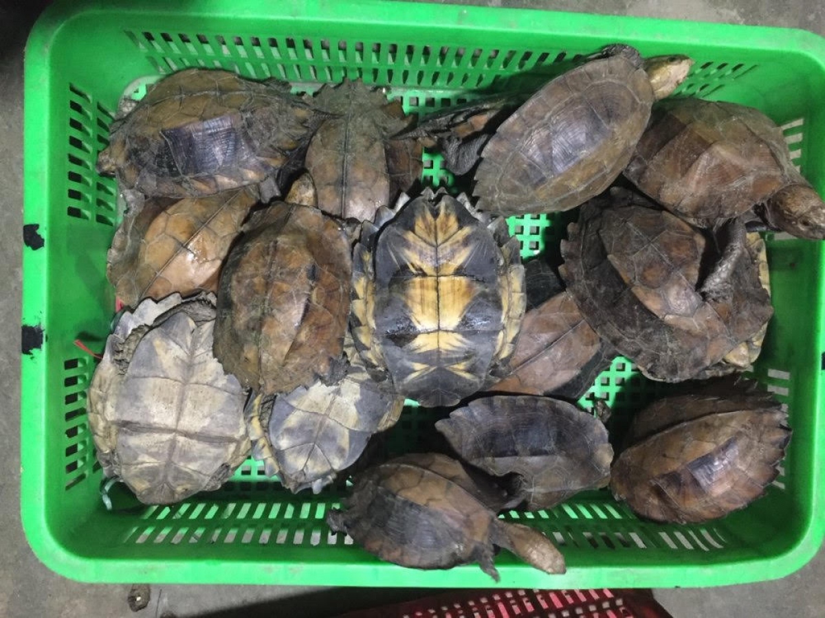 Hai đối tượng buôn bán rùa quý hiếm bị phạt 13 năm tù