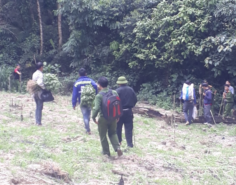 Bình Thuận: Bắt 3 đối tượng trồng 900 cây cần sa trên Núi Bể
